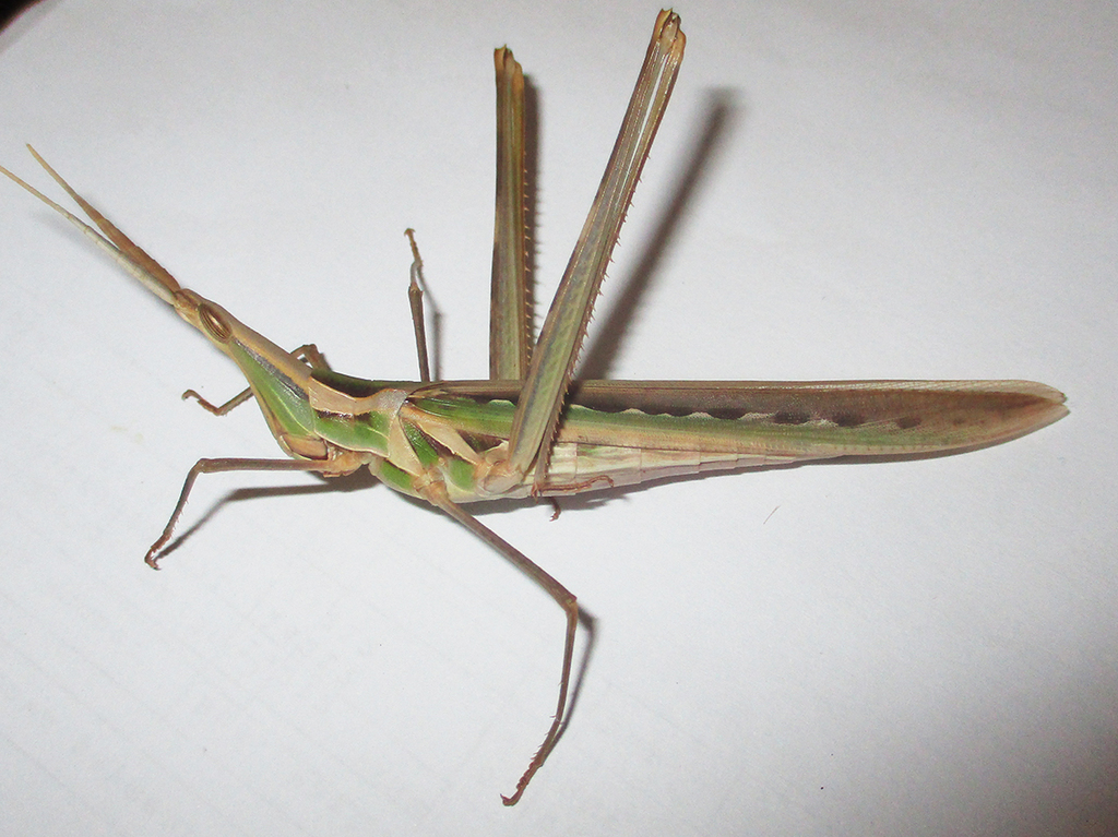 Truxalis burtti