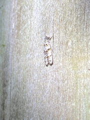 Sciota uvinella