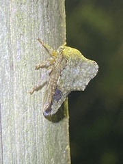 Heliria cornutula
