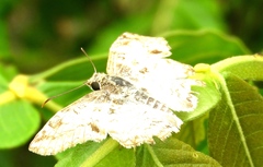Antigonus emorsa