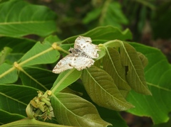 Antigonus emorsa
