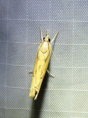 Fissicrambus profanellus