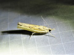 Fissicrambus profanellus