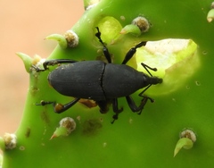 Cactophagus spinolae validus
