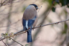 Pyrrhula pyrrhula griseiventris