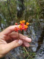 Asclepias lanceolata image