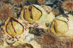 Semibalanus cariosus