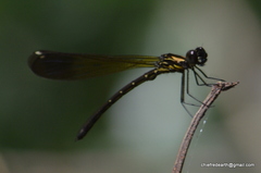 Heliocypha bisignata