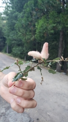 Heteroecus dasydactyli