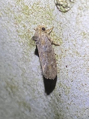 Acrolophus texanella