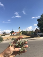 Hoffmannseggia glauca