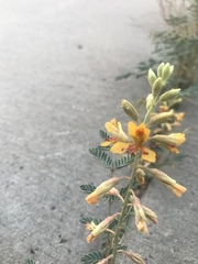 Hoffmannseggia glauca