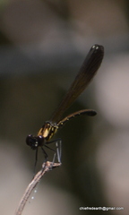 Heliocypha bisignata