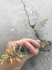 Hoffmannseggia glauca