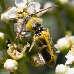 Triodoclytus lanifer