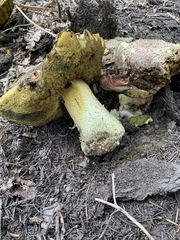 Butyriboletus abieticola