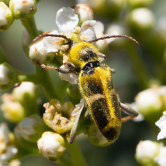 Triodoclytus lanifer
