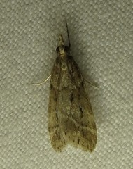 Eudonia rectilinea