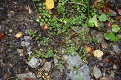 Chaerophyllum colensoi