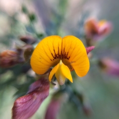 Adesmia confusa