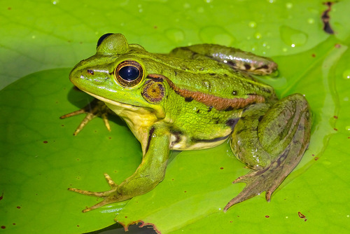 Pelophylax fukienensis (Pope, 1929)