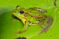 Pelophylax fukienensis