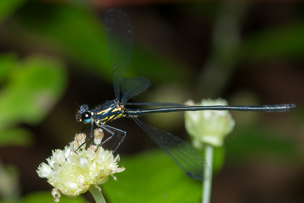 Springs Flatwing