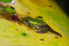 Pelophylax fukienensis