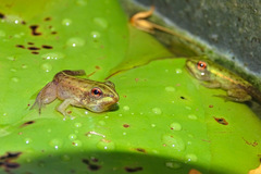 Pelophylax fukienensis