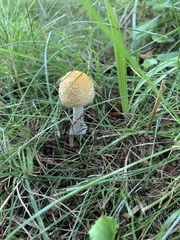 Gemmatae