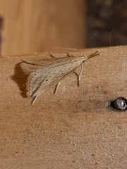 Donacaula longirostrallus