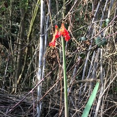 Phycella cyrtanthoides