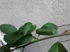 Papilio polytes