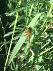 Sympetrum costiferum