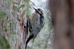 Sphyrapicus varius × nuchalis