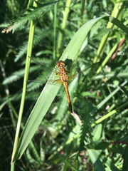 Sympetrum costiferum