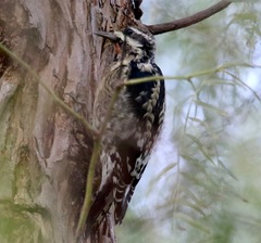 Sphyrapicus varius × nuchalis
