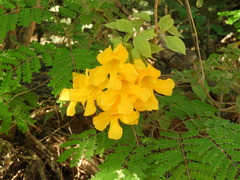 Adenocalymma inundatum