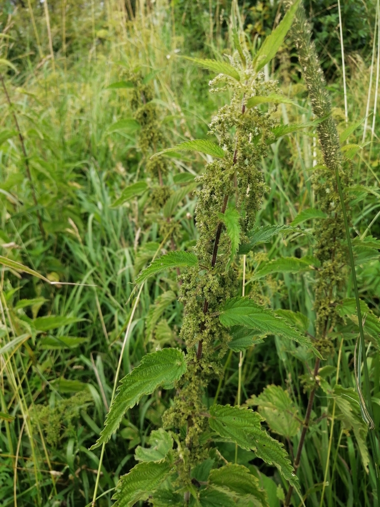 great stinging nettle from Месягутово, Респ. Башкортостан, Россия ...