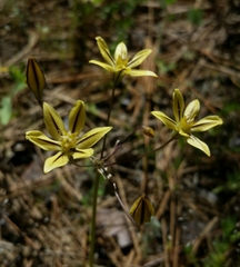 Triteleia ixioides scabra