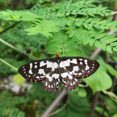 Pterothysanus laticilia