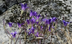 Brodiaea elegans elegans