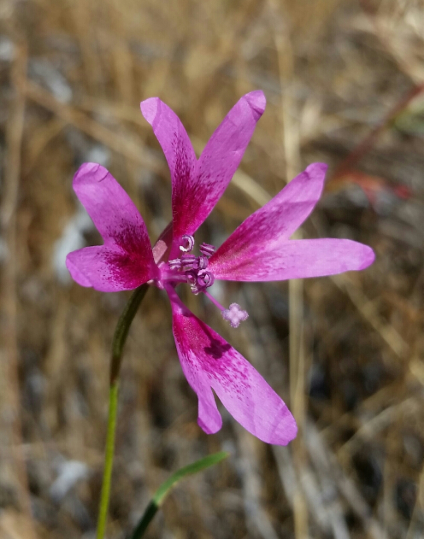 Clarkia biloba ssp. australis