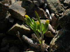 Lasthenia microglossa