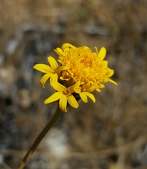 Chaenactis glabriuscula megacephala