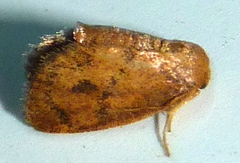 Heterogenea shurtleffi