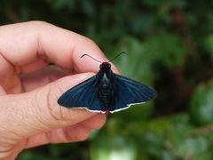 Pyrrhopyge
