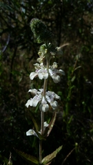Collinsia tinctoria