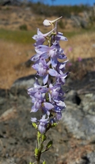 Delphinium hansenii hansenii