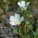 Limnanthes alba versicolor - Photo (c) David Greenberger, algunos derechos reservados (CC BY-NC-ND), subido por David Greenberger
